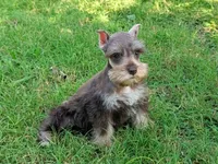 Misty, a female Shih Tzu for sale in Denton, TX – 1 of 1