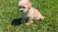 Harper, a female Maltipoo for sale in Denton, TX – 1 of 1