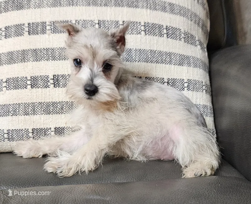 Rex – Miniature Schnauzer puppy for sale in Denton, TX