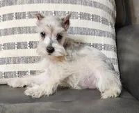 Rex, a male Miniature Schnauzer for sale in Denton, TX – 1 of 1