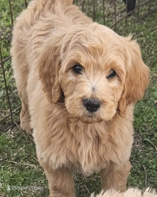 Brody, a male Goldendoodle for sale in Denton, TX – Photo 1 of 1
