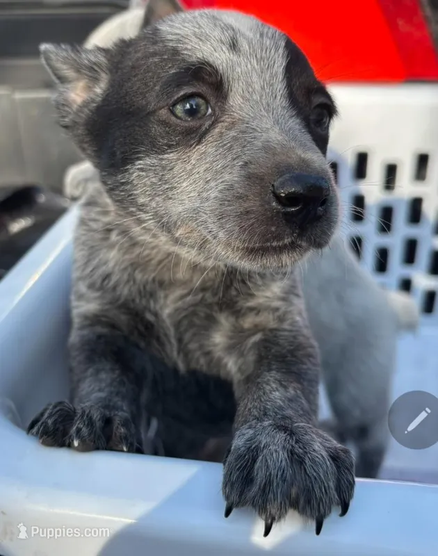 Bruno – Australian Cattle Dog puppy for sale in Denton, TX