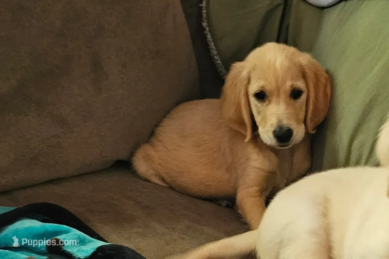 Tank – Golden Retriever puppy for sale in Denton, TX