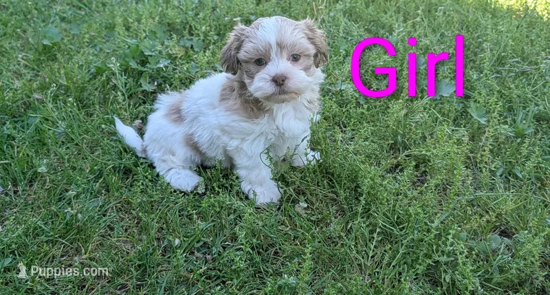 Sadie – Shih Tzu puppy for sale in Denton, TX
