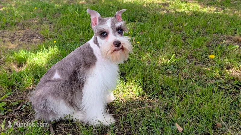 Nancy – Miniature Schnauzer puppy for sale in Denton, TX