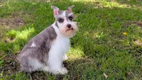 Nancy, a female Miniature Schnauzer for sale in Denton, TX – 1 of 1