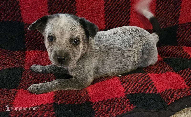 Stella – Australian Cattle Dog puppy for sale in Denton, TX