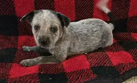 Stella, a female Australian Cattle Dog for sale in Denton, TX – 1 of 1