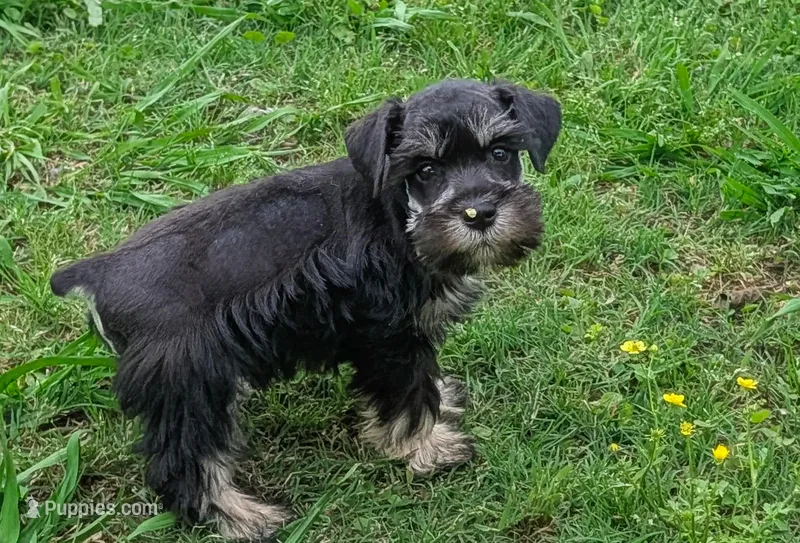 Duke – Miniature Schnauzer puppy for sale in Denton, TX
