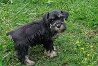 Duke, a male Miniature Schnauzer for sale in Denton, TX – 1 of 1