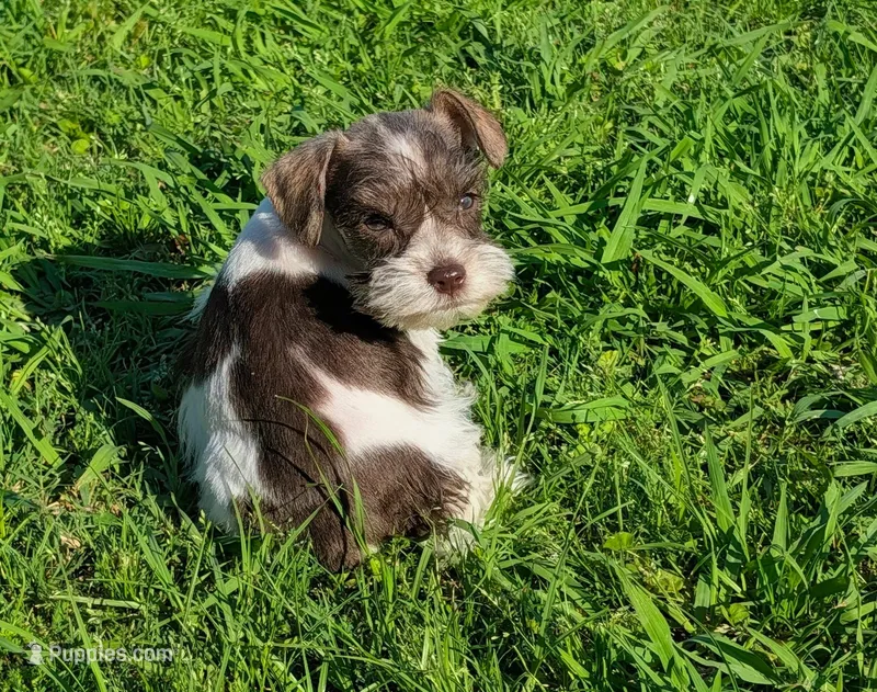 Jake – Miniature Schnauzer puppy for sale in Denton, TX