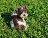 Jake, a male Miniature Schnauzer for sale in Denton, TX – 1 of 1