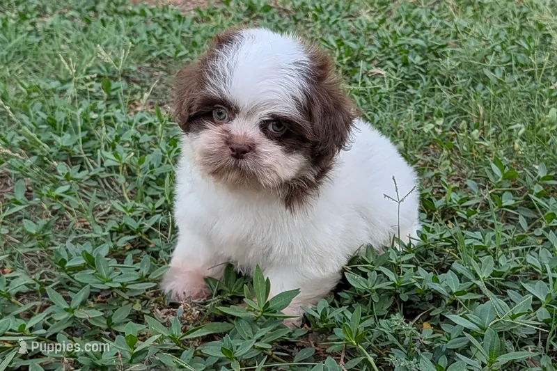 Wesley  – Shih Tzu puppy for sale in Denton, TX