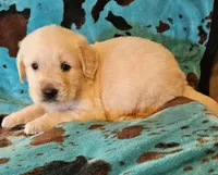 Dusty, a male Golden Retriever for sale in Denton, TX – 1 of 1