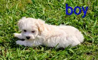 Jax, a male Maltipoo for sale in Denton, TX – 1 of 1