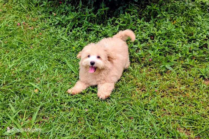 Charlie – Maltipoo puppy for sale in Denton, TX