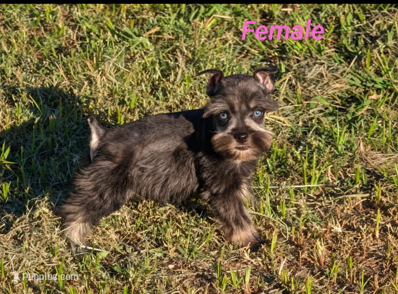 Nancy – Miniature Schnauzer puppy for sale in Denton, TX