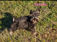 Nancy, a female Miniature Schnauzer for sale in Denton, TX – 1 of 1