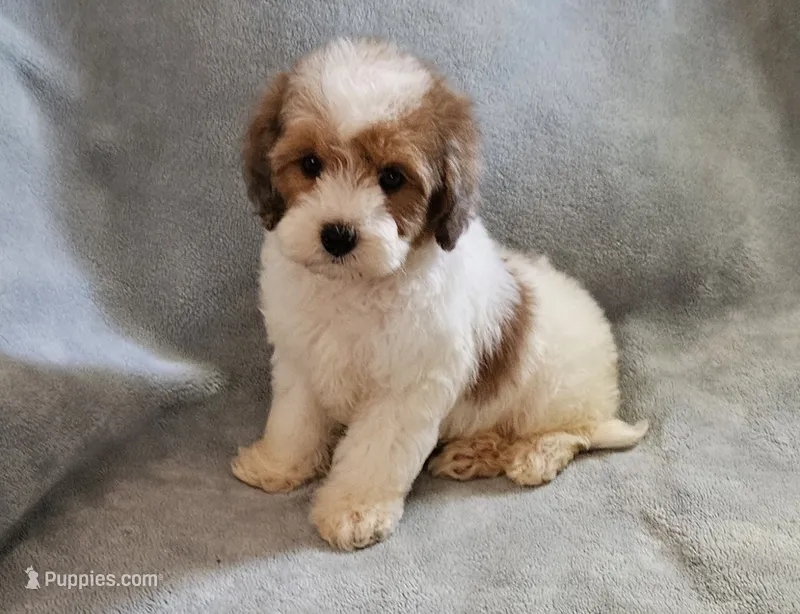 Toy Max – Maltipoo puppy for sale in Denton, TX