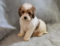 Toy Max, a male Maltipoo for sale in Denton, TX – 1 of 1