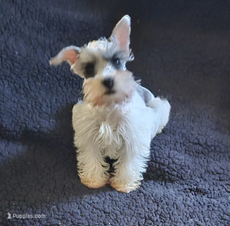 Bucky – Miniature Schnauzer puppy for sale in Denton, TX
