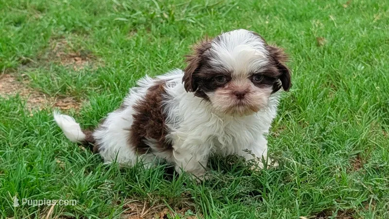 Sally – Shih Tzu puppy for sale in Denton, TX