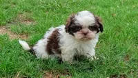 Sally, a female Shih Tzu for sale in Denton, TX – 1 of 1