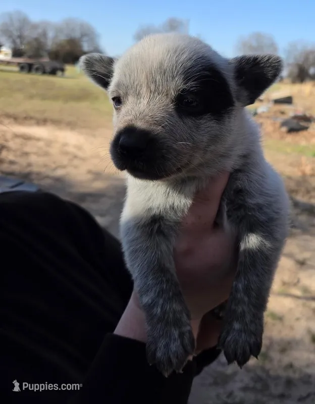 Buster – Australian Cattle Dog puppy for sale in Denton, TX