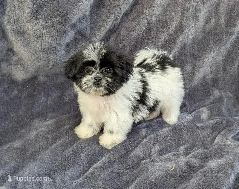 Duke – Shih Tzu puppy for sale in Denton, TX