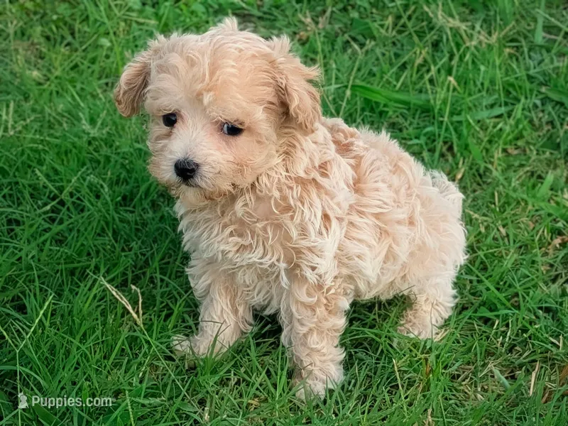 Marley – Maltipoo puppy for sale in Denton, TX