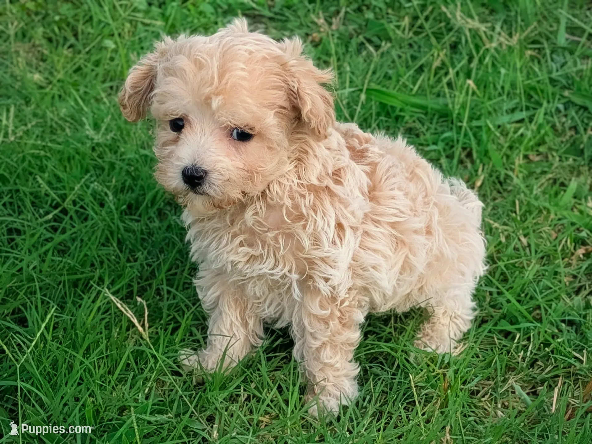 Marley – Maltipoo Puppy for Sale in Denton, TX | Puppies.com