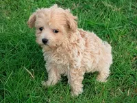 Marley, a male Maltipoo for sale in Denton, TX – 1 of 1