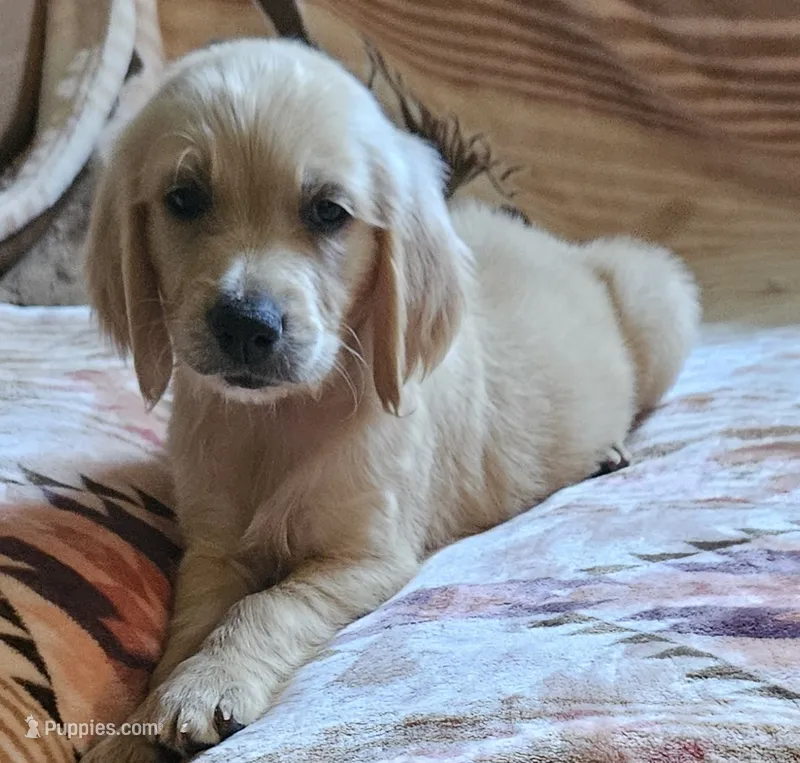 F1 Dawson – Goldendoodle puppy for sale in Denton, TX