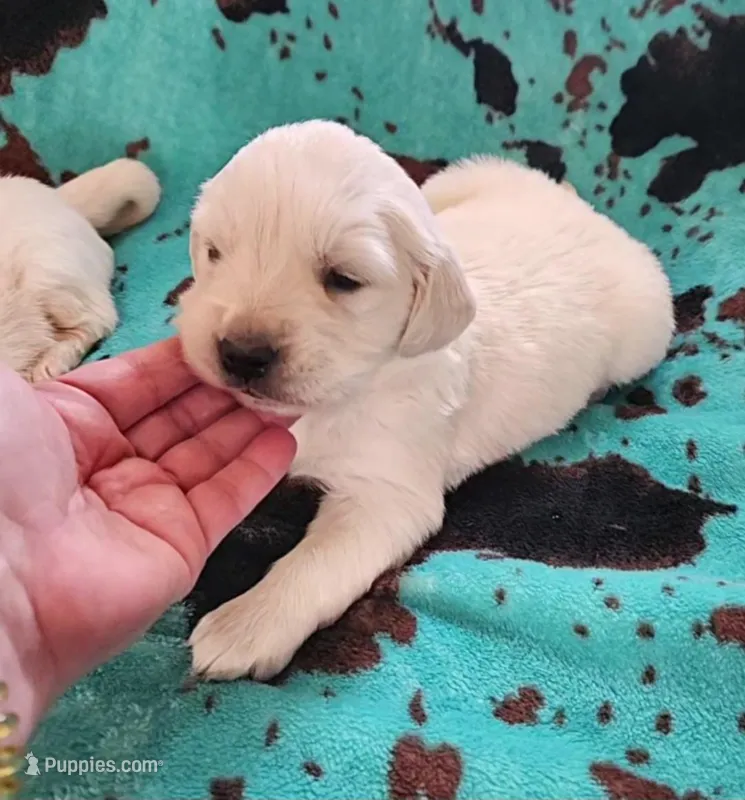 Macey – English Cream Golden Retriever puppy for sale in Denton, TX