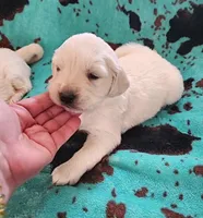 Macey, a female English Cream Golden Retriever for sale in Denton, TX – 1 of 1