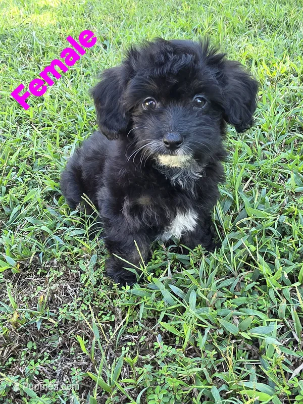 Lana – Maltipoo puppy for sale in Denton, TX