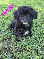 Lana, a female Maltipoo for sale in Denton, TX – 1 of 1