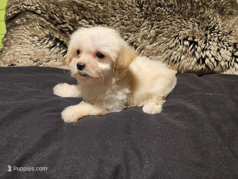 Teacup Charlie – Maltipoo puppy for sale in Denton, TX