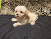 Teacup Charlie, a male Maltipoo for sale in Denton, TX – 1 of 1