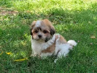 Nate, a male Shih Tzu for sale in Denton, TX – 1 of 1