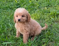 Mini Sadie, a female Miniature Goldendoodle for sale in Denton, TX – 1 of 1