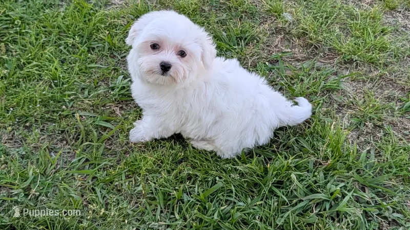 Tate – Morkie puppy for sale in Denton, TX