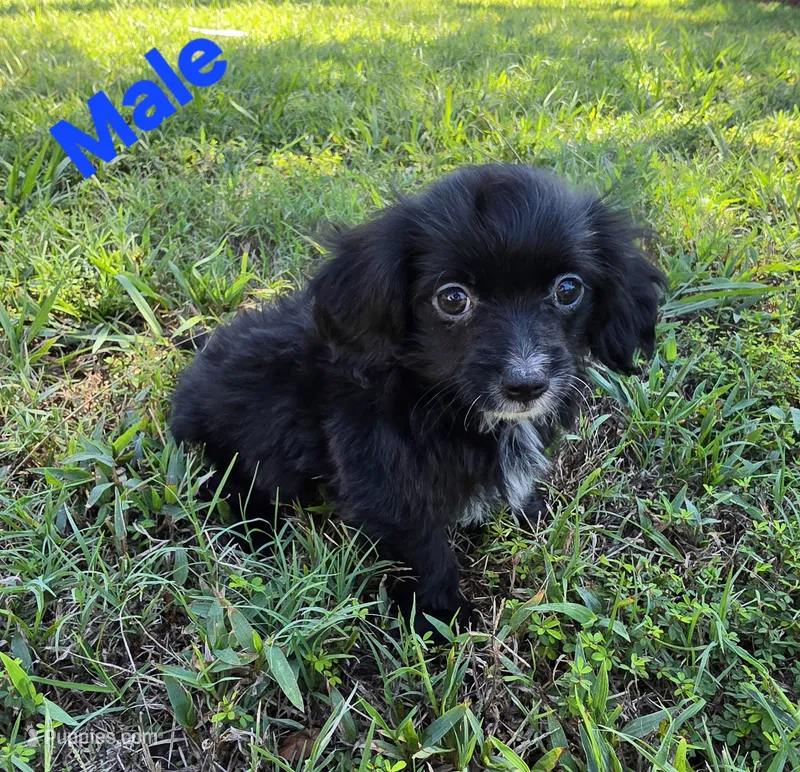 Lonny – Maltipoo puppy for sale in Denton, TX