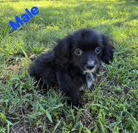 Lonny, a male Maltipoo for sale in Denton, TX – 1 of 1