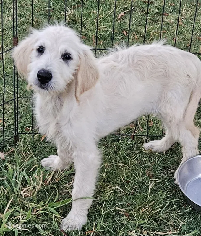 F1 Holly  – Goldendoodle puppy for sale in Denton, TX