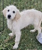 F1 Holly , a female Goldendoodle for sale in Denton, TX – 1 of 1