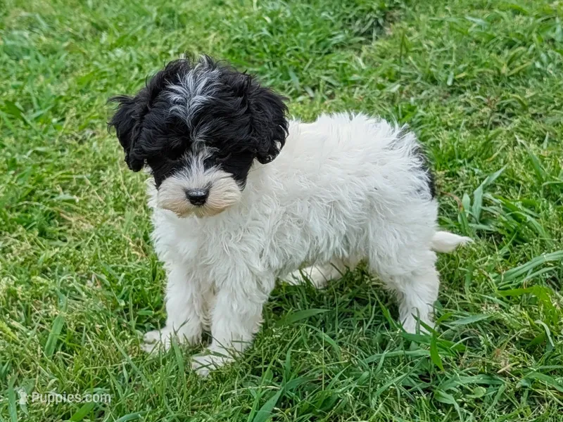 Gage – Maltipoo puppy for sale in Denton, TX