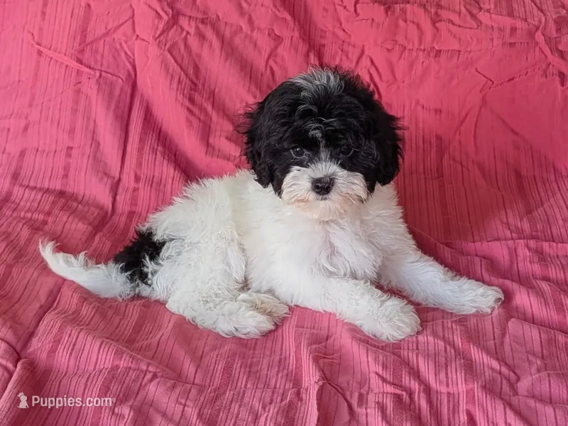 Gage – Maltipoo puppy for sale in Denton, TX