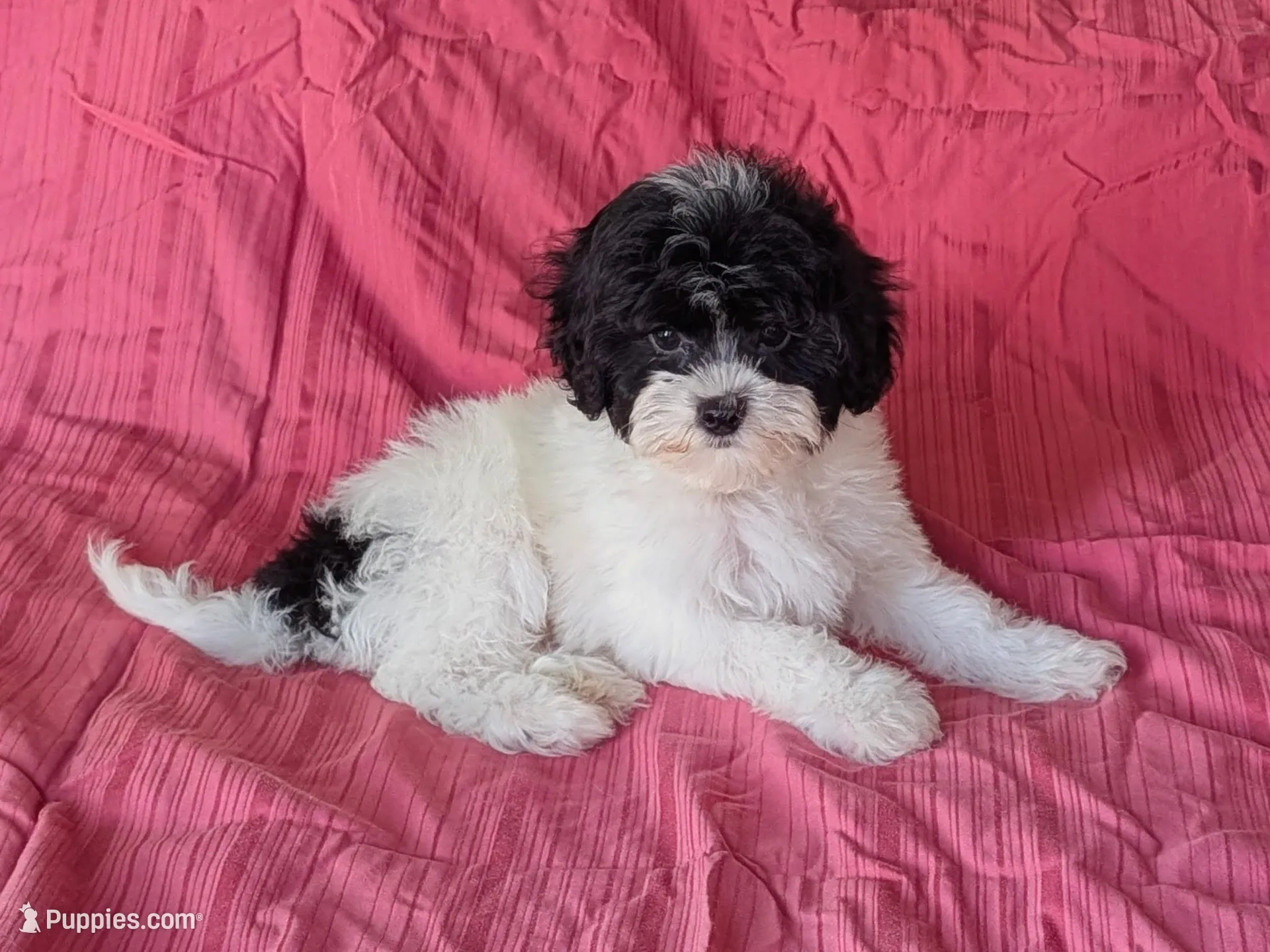 Gage – Maltipoo Puppy for Sale in Denton, TX | Puppies.com