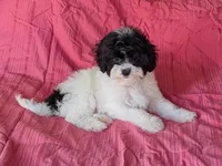 Gage, a male Maltipoo for sale in Denton, TX – 1 of 1